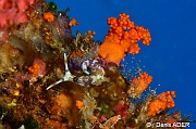 Nembrotha lineolata-Tomia Hondue Beach-15m-20180525-Denis-ADER-DSC_0355_tn